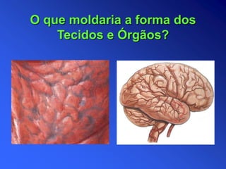 O que moldaria a forma dos
Tecidos e Órgãos?
 