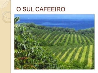 O SUL CAFEEIRO
 