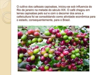 O cultivo dos cafezais capixabas, iniciou-se sob influencia do
Rio de janeiro na metade do século XIX. O café chegou em
terras capixabas pelo sul e com o decorrer dos anos a
cafeicultura foi se consolidando como atividade econômica para
o estado, consequentemente, para o Brasil.
 