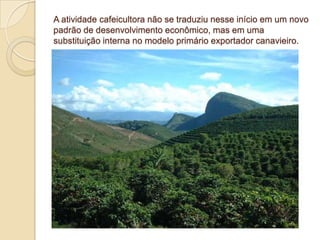A atividade cafeicultora não se traduziu nesse início em um novo
padrão de desenvolvimento econômico, mas em uma
substituição interna no modelo primário exportador canavieiro.
 