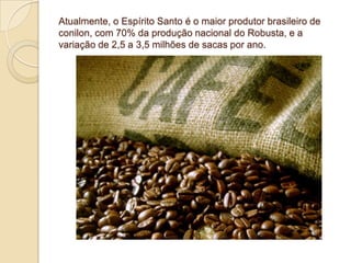 Atualmente, o Espírito Santo é o maior produtor brasileiro de
conilon, com 70% da produção nacional do Robusta, e a
variação de 2,5 a 3,5 milhões de sacas por ano.
 
