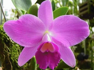 A religião se alimenta do medo. A espiritualidade se alimenta na Confiança e na Fé. A religião faz viver no pensamento. A espiritualidade faz viver na Consciência.   A religião se ocupa com fazer. A espiritualidade se ocupa com Ser. A religião alimenta o ego. A espiritualidade nos faz transcender.   A A religião nos faz renunciar ao mundo. A espiritualidade nos faz viver em Deus, não renunciar a Ele. A religião é adoração. A espiritualidade é Meditação.     A religião sonha com a glória e com o paraíso. A espiritualidade nos faz viver a glória e o paraíso aqui e agora. A religião vive no passado e no futuro. A espiritualidade vive no presente.     