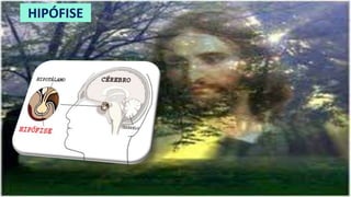 HIPÓFISE
 