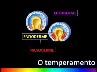 ECTODERME
ENDODERME
MESODERME
 
