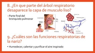 8. ¿En que parte del árbol respiratorio
desaparece la capa de musculo liso?
• Parte final del
bronquiolo pulmonar
9. ¿Cuáles son las funciones respiratorias de
la nariz?
• Humedecer, calentar y purificar el aire inspirado
 