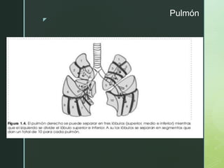 z
Pulmón
 