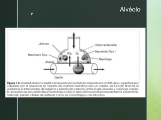 z
Alvéolo
 