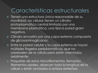 Características estructuralesTienen una estructura única responsable de su movilidad, las células tienen un cilindro protoplasmático central limitado por una membrana plasmática, una típica pared gram negativa.Cilindro envuelto por una capa externa compuesta de glicosaminoglicanos.Entre la pared celular y la capa externa se hayan múltiples flagelos periplasmáticos, que no sobresalen de la célula pero están orientados axialmente.Paquetes de estos microfilamentos, llamados filamentos axiales, abarcan toda la longitud de la célula y están anclados a ambos extremos.