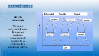 Borrelia
recurrentis:
Variación
antigénica durante
la infección
mediante
reordenamiento
genético de las
proteínas de la
membrana externa.
 