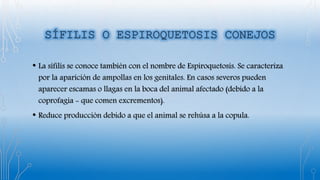 • La sífilis se conoce también con el nombre de Espiroquetosis. Se caracteriza
por la aparición de ampollas en los genitales. En casos severos pueden
aparecer escamas o llagas en la boca del animal afectado (debido a la
coprofagia - que comen excrementos).
• Reduce producción debido a que el animal se rehúsa a la copula.
 