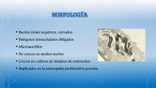 • Bacilos Gram negativos, curvados.
• Patógenos intracelulares obligados
• Microaerófilos
• No crecen en medios inertes
• Crecen en cultivos de tisulares de enterocitos
• Implicados en la enteropatía proliferativa porcina
 