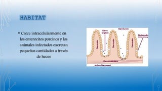 • Crece intracelularmente en
los enterocitos porcinos y los
animales infectados excretan
pequeñas cantidades a través
de heces
 