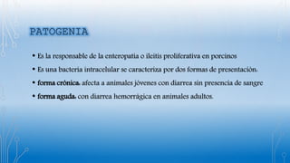 • Es la responsable de la enteropatía o ileitis proliferativa en porcinos
• Es una bacteria intracelular se caracteriza por dos formas de presentación:
• forma crónica: afecta a animales jóvenes con diarrea sin presencia de sangre
• forma aguda: con diarrea hemorrágica en animales adultos.
 