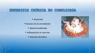 • Anorexia
• fracaso en el crecimiento
• diarrea moderada
• inflamación en mucosa
• mucosa necrótica
 
