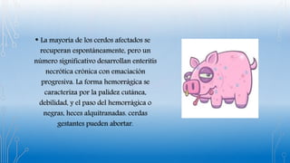 • La mayoría de los cerdos afectados se
recuperan espontáneamente, pero un
número significativo desarrollan enteritis
necrótica crónica con emaciación
progresiva. La forma hemorrágica se
caracteriza por la palidez cutánea,
debilidad, y el paso del hemorrágica o
negras, heces alquitranadas. cerdas
gestantes pueden abortar.
 