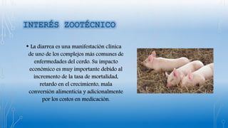 • La diarrea es una manifestación clínica
de uno de los complejos más comunes de
enfermedades del cerdo. Su impacto
económico es muy importante debido al
incremento de la tasa de mortalidad,
retardo en el crecimiento, mala
conversión alimenticia y adicionalmente
por los costos en medicación.
 