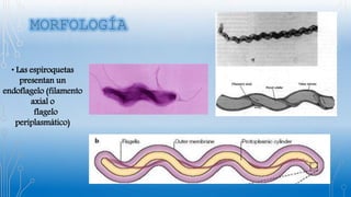 • Las espiroquetas
presentan un
endoflagelo (filamento
axial o
flagelo
periplasmático)
 
