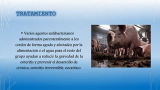 • Varios agentes antibacterianos
administrados parenteralmente a los
cerdos de forma aguda y afectados por la
alimentación o el agua para el resto del
grupo ayudan a reducir la gravedad de la
enteritis y prevenir el desarrollo de
crónica, enteritis irreversible, necrótico.
 