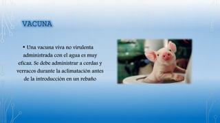 • Una vacuna viva no virulenta
administrada con el agua es muy
eficaz. Se debe administrar a cerdas y
verracos durante la aclimatación antes
de la introducción en un rebaño
 