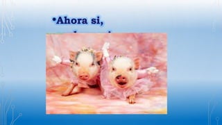 Espiroquetas lawsonia