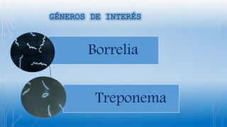 Borrelia
Treponema
 