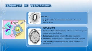BORRELIAS
• lipopolisacaridos de la membrana externa: endotoxinas,
generan fiebre.
TREPONEMAS
• Proteínas de la membrana externa: adhesinas, activan respuesta
inmune generando lesiones.
• Hialuronidasa: favorece invasión de tejidos vasculares.
• Fibronectina: mimetiza célula hospedera evadiendo fagocitos
• Capa mucoide: efecto antifagocitario, inhibe contacto con
anticuerpos.
 