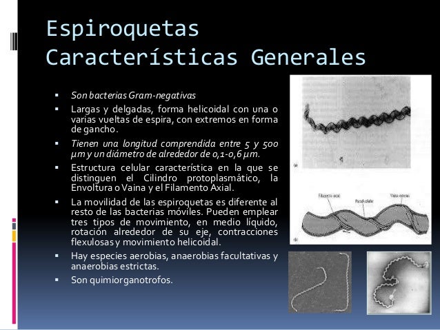 Espiroquetas (1)