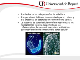• Son las bacterias más pequeñas de vida libre.
• Son peculiares debido a la ausencia de pared celular y
a la presencia de esteroles en su membrana celular.
• La ausencia de pared celular confiere resistencia a los
mycoplasmas frente a las penicilinas, las
cefalosporinas, la vancomicina y otros antibióticos
que interfieren en la síntesis de la pared celular
 