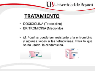 TRATAMIENTO
• DOXICICLINA (Tetraciclina)
• ERITROMICINA (Macrolido)
• M. hominis puede ser resistente a la eritromicina
y algunas veces a las tetraciclinas. Para lo que
se ha usado la clindamicina.
 