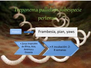 Treponema pallidum subespecie
pertenue.
Treponema pallidum subespecie
pertenue.
Produce
 