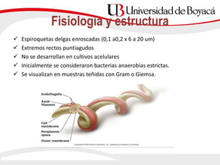 Fisiología y estructura
 Espiroquetas delgas enroscadas (0,1 a0,2 x 6 a 20 um)
 Extremos rectos puntiagudos
 No se desarrollan en cultivos acelulares
 Inicialmente se consideraron bacterias anaerobias estrictas.
 Se visualizan en muestras teñidas con Gram o Giemsa.
 