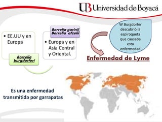 Enfermedad de Lyme
• EE.UU y en
Europa
Borrelia
burgdorferi
• Europa y en
Asia Central
y Oriental.
Borrelia garinii
Borrelia afzelii
W Burgdorfer
descubrió la
espiroqueta
que causaba
esta
enfermedad
Es una enfermedad
transmitida por garrapatas
 