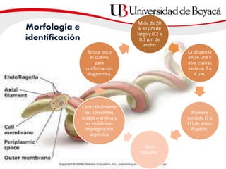 Morfología e
identificación
Mide de 20
a 30 μm de
largo y 0.2 a
0.3 μm de
ancho
La distancia
entre una y
otra espiras
varía de 2 a
4 μm.
Número
variable (7 a
11) de endo-
flagelos,
Muy
móviles.
Capta fácilmente
los colorantes
ácidos o anilina y
es visible con
impregnación
argéntica
Se usa poco
el cultivo
para
confirmación
diagnostica.
 