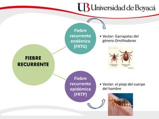Fiebre
recurrente
endémica
(FRTG)
• Vector: Garrapatas del
género Ornithodoros
Fiebre
recurrente
epidémica
(FRTP)
• Vector: el piojo del cuerpo
del hombre
FIEBRE
RECURRENTE
 