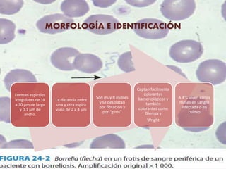 MORFOLOGÍA E IDENTIFICACIÓN
Forman espirales
irregulares de 10
a 30 μm de largo
y 0.3 μm de
ancho.
La distancia entre
una y otra espira
varía de 2 a 4 µm
Son muy fl exibles
y se desplazan
por flotación y
por “giros”
Captan fácilmente
colorantes
bacteriológicos y
también
colorantes como
Giemsa y
Wright
A 4°C viven varios
meses en sangre
infectada o en
culitvo
 