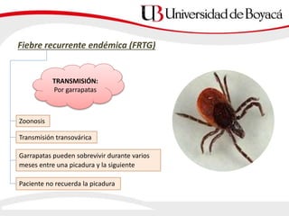 Fiebre recurrente endémica (FRTG)
TRANSMISIÓN:
Por garrapatas
Zoonosis
Transmisión transovárica
Garrapatas pueden sobrevivir durante varios
meses entre una picadura y la siguiente
Paciente no recuerda la picadura
 