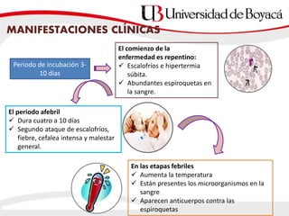 MANIFESTACIONES CLÍNICAS
Periodo de incubación 3-
10 días
El comienzo de la
enfermedad es repentino:
 Escalofríos e hipertermia
súbita.
 Abundantes espiroquetas en
la sangre.
El periodo afebril
 Dura cuatro a 10 días
 Segundo ataque de escalofríos,
fiebre, cefalea intensa y malestar
general.
En las etapas febriles
 Aumenta la temperatura
 Están presentes los microorganismos en la
sangre
 Aparecen anticuerpos contra las
espiroquetas
 