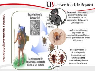 EPIDEMIOLOGÍA,PREVENCIÓNYCONTROL
Reservorio: Roedores,
que sirve de fuente
de infección de las
garrapatas del género
Ornithodoros.
Los focos endémicos
dependen de
características ecológicas
de las garrapatas en áreas
diferentes.
En la garrapata, la
Borrelia puede
transmitirse por
un mecanismo
transovárico, de una
generación a la otra
)
 