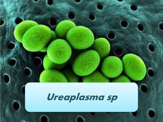 Ureaplasma sp
 