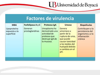 Factores de virulencia
MBA
Lipoproteína
expuesta a la
superficie
Fosfolipasa A y C
Generan
prostaglandinas
Proteasa IgA
Ureaplasma ha
demostrado una
actividad de
proteasa que
destruye igA de
la mucosa.
Ureasa
Genera
amoníaco a
partir de la
ruptura de urea,
que puede
causar toxicidad
a los tejidos del
huésped debido
a cambios en el
pH.
Biopeliculas
Contribuyen a la
persistencia del
organismo y a la
inflamación
crónica
 