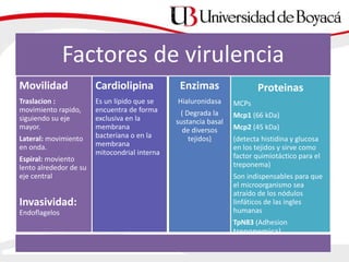 Factores de virulencia
Movilidad
Traslacion :
movimiento rapido,
siguiendo su eje
mayor.
Lateral: movimiento
en onda.
Espiral: moviento
lento alrededor de su
eje central
Invasividad:
Endoflagelos
Cardiolipina
Es un lípido que se
encuentra de forma
exclusiva en la
membrana
bacteriana o en la
membrana
mitocondrial interna
Enzimas
Hialuronidasa
( Degrada la
sustancia basal
de diversos
tejidos)
Proteinas
MCPs
Mcp1 (66 kDa)
Mcp2 (45 kDa)
(detecta histidina y glucosa
en los tejidos y sirve como
factor quimiotáctico para el
treponema)
Son indispensables para que
el microorganismo sea
atraído de los nódulos
linfáticos de las ingles
humanas
TpN83 (Adhesion
treponemica)
 