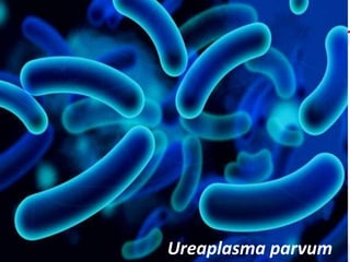 Ureaplasma parvum
 
