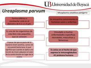 Ureaplasma parvum
Se encuentra comúnmente en
humanos sanos y enfermos
Es uno de los organismos de
vida libre más pequeños
que se conocen
Vinculado a muchas
enfermedades específicas
neonatales, masculinas y
femeninas
Micoplasma urealítico patógeno
Forma esférica o
cocobacilar está en el
diámetro de 0.1 a 1.0 μm.
A pesar de que es parte de la
bacteria Gram-positiva, carece de
una pared bacteriana, lo que
significa que cuando se aplica una
tinción de Gram adquiere el color
de la contra tinción en lugar de la
violeta
Es único en el hecho de que
expresa la inmunoglobulina
A1 proteasa humana.
 