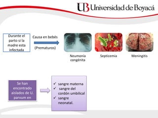 Durante el
parto si la
madre esta
infectada
Causa en bebés
Neumonía
congénita
Septicemia Meningitis
Se han
encontrado
aislados de U.
parvum en
 sangre materna
 sangre del
cordón umbilical
 sangre
neonatal.
(Prematuros)
 