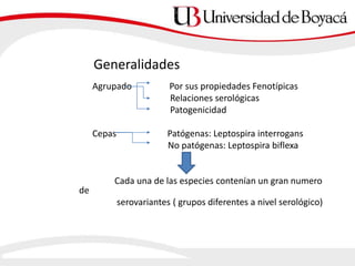 Generalidades
Agrupado Por sus propiedades Fenotípicas
Relaciones serológicas
Patogenicidad
Cepas Patógenas: Leptospira interrogans
No patógenas: Leptospira biflexa
Cada una de las especies contenían un gran numero
de
serovariantes ( grupos diferentes a nivel serológico)
 
