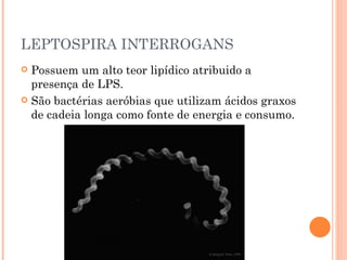 LEPTOSPIRA INTERROGANS Possuem um alto teor lipídico atribuido a presença de LPS.  São bactérias aeróbias que utilizam ácidos graxos de cadeia longa como fonte de energia e consumo. 