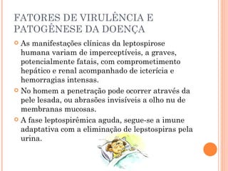 FATORES DE VIRULÊNCIA E PATOGÊNESE DA DOENÇA As manifestações clínicas da leptospirose humana variam de imperceptíveis, a graves, potencialmente fatais, com comprometimento hepático e renal acompanhado de icterícia e hemorragias intensas. No homem a penetração pode ocorrer através da pele lesada, ou abrasões invisíveis a olho nu de membranas mucosas. A fase leptospirêmica aguda, segue-se a imune adaptativa com a eliminação de lepstospiras pela urina. 