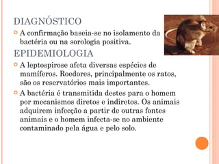 DIAGNÓSTICO A confirmação baseia-se no isolamento da bactéria ou na sorologia positiva. EPIDEMIOLOGIA A leptospirose afeta diversas espécies de mamíferos. Roedores, principalmente os ratos, são os reservatórios mais importantes. A bactéria é transmitida destes para o homem por mecanismos diretos e indiretos. Os animais adquirem infecção a partir de outras fontes animais e o homem infecta-se no ambiente contaminado pela água e pelo solo. 