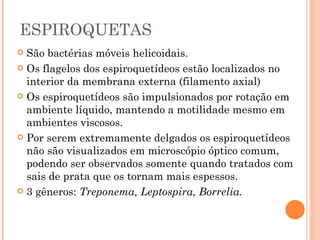 ESPIROQUETAS São bactérias móveis helicoidais. Os flagelos dos espiroquetídeos estão localizados no interior da membrana externa (filamento axial) Os espiroquetídeos são impulsionados por rotação em ambiente líquido, mantendo a motilidade mesmo em ambientes viscosos.  Por serem extremamente delgados os espiroquetídeos não são visualizados em microscópio óptico comum, podendo ser observados somente quando tratados com sais de prata que os tornam mais espessos. 3 gêneros:  Treponema, Leptospira, Borrelia. 