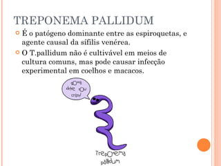 TREPONEMA PALLIDUM É o patógeno dominante entre as espiroquetas, e agente causal da sífilis venérea. O T.pallidum não é cultivável em meios de cultura comuns, mas pode causar infecção experimental em coelhos e macacos. 